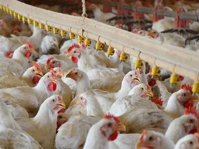 هشدار شیوع بیماری آنگارا در واحدهای مرغداری جدی است