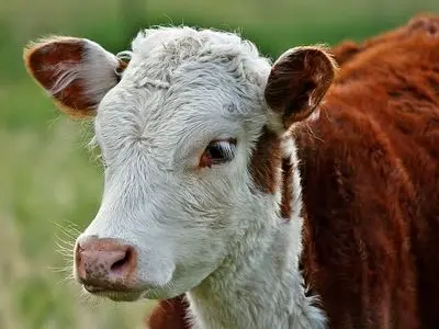 گاو تریاکی در سبزوار خبرساز شد! | ماجرای فروش گاو معتاد در سال ۱۳۴۴