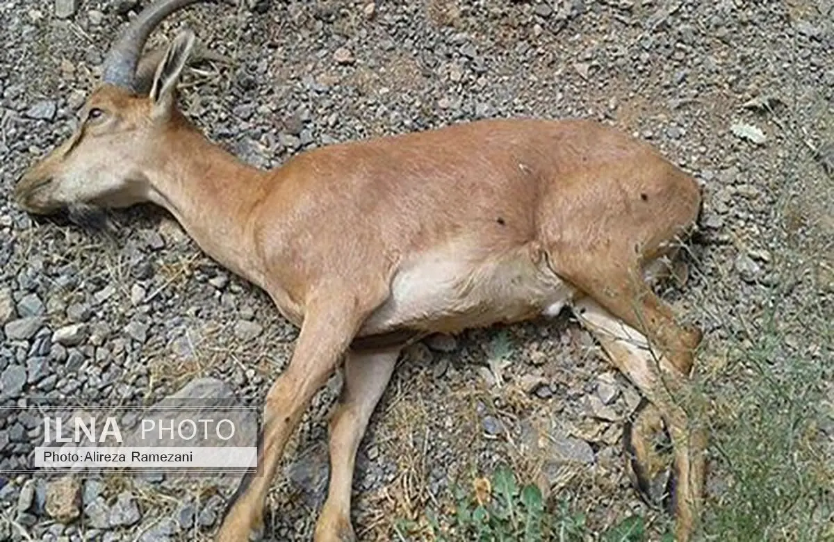 کشف ۶۵ لاشه کل‌ و بز مبتلا به بیماری طاعون در زنجان