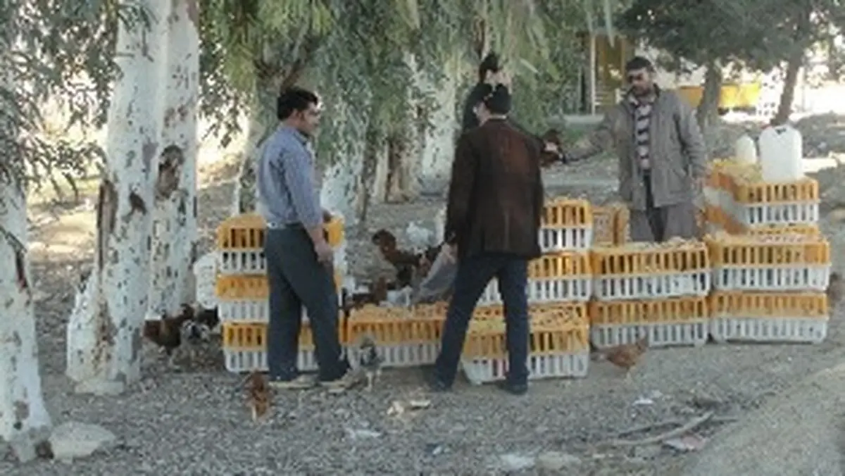 جریمه سزای گران‌فروشی مرغ در اردبیل