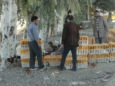 جریمه سزای گران‌فروشی مرغ در اردبیل