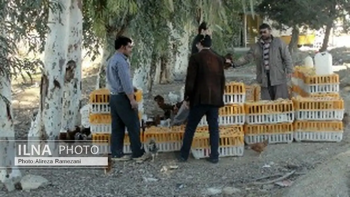 بهروز حقیقی: ۴ باب مغازه فروش مرغ زنده در رامهرمز پلمپ شد