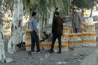 جریمه سزای گران‌فروشی مرغ در اردبیل