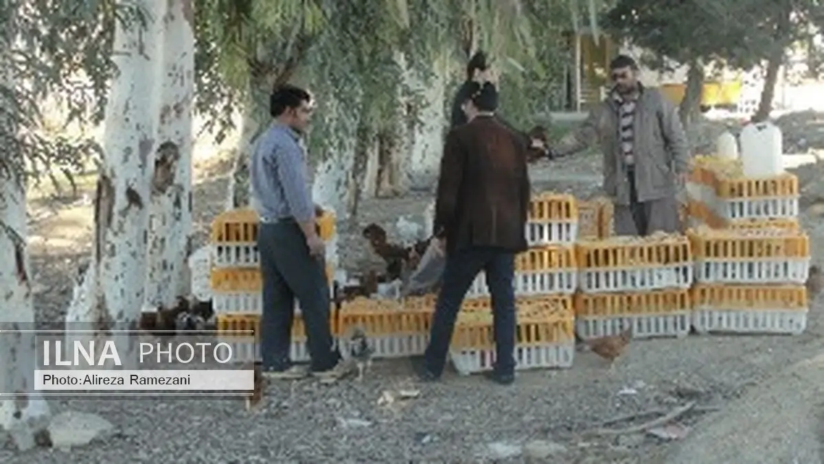 بهروز حقیقی: ۴ باب مغازه فروش مرغ زنده در رامهرمز پلمپ شد
