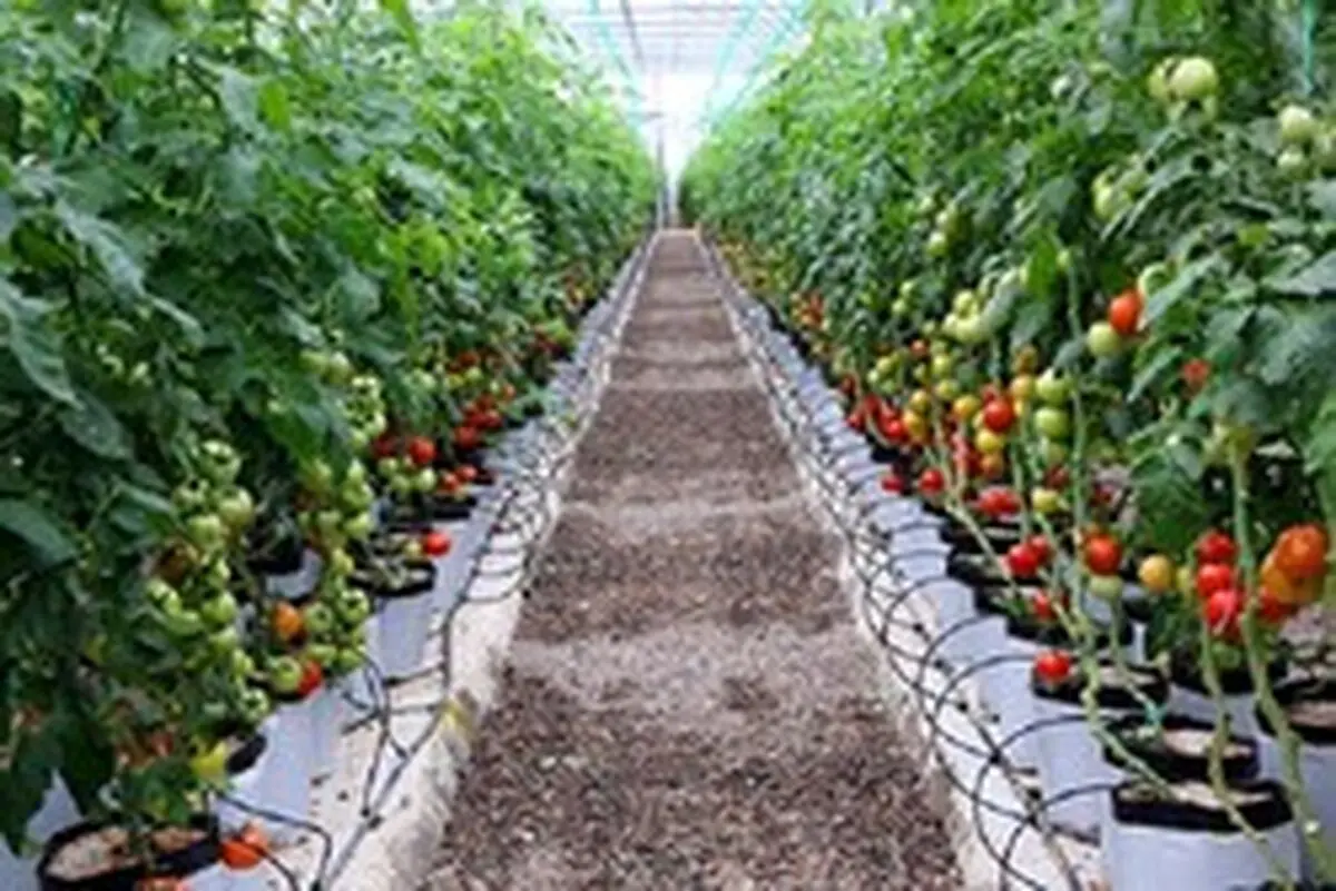 8 طرح گلخانه‌ای در مازندران افتتاح و بهره‌برداری می‌شود