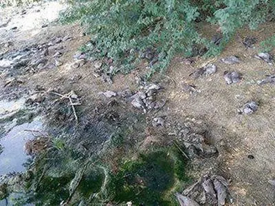 عامل مرگ دسته جمعی کبوترها کشف شد