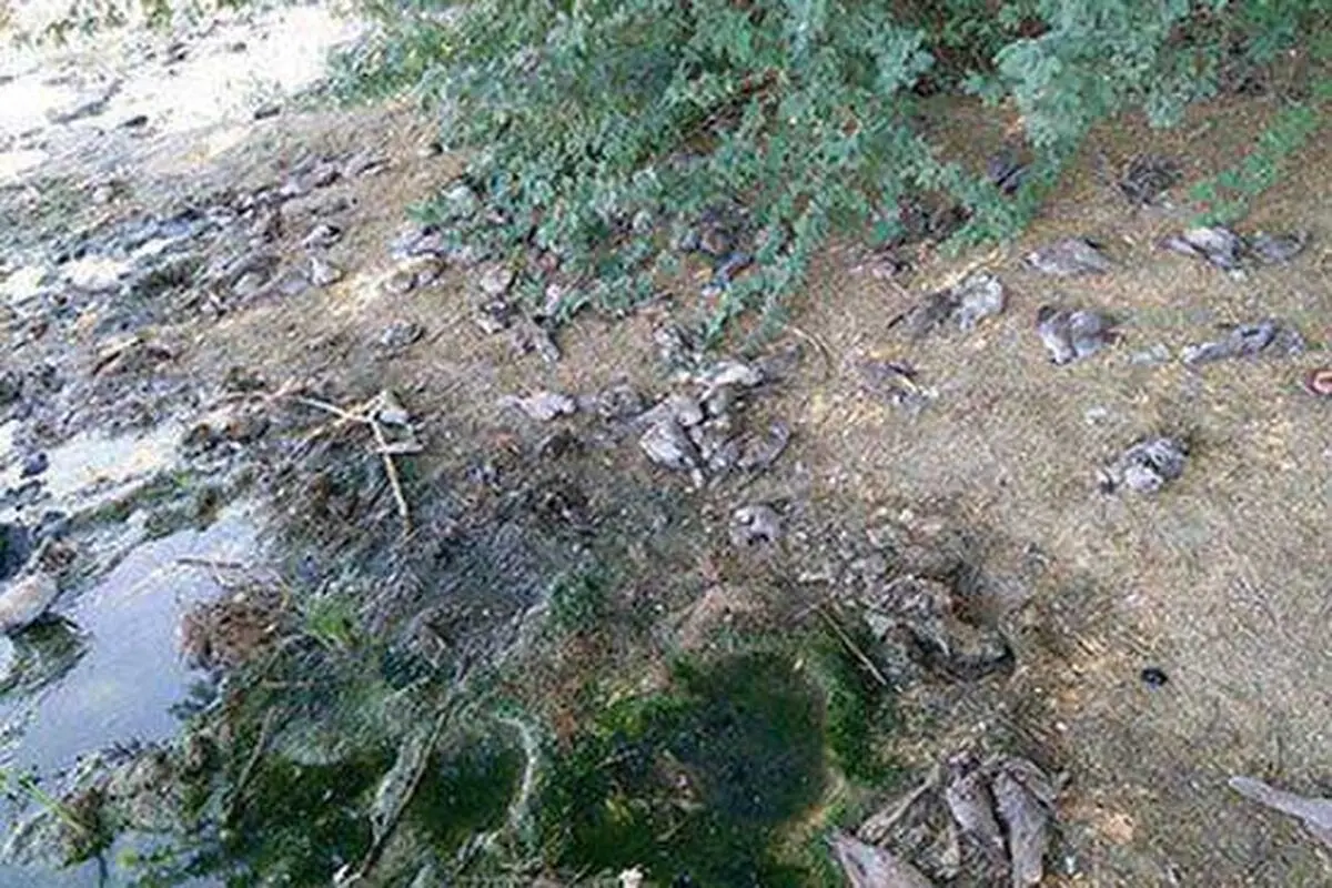عامل مرگ دسته جمعی کبوترها کشف شد