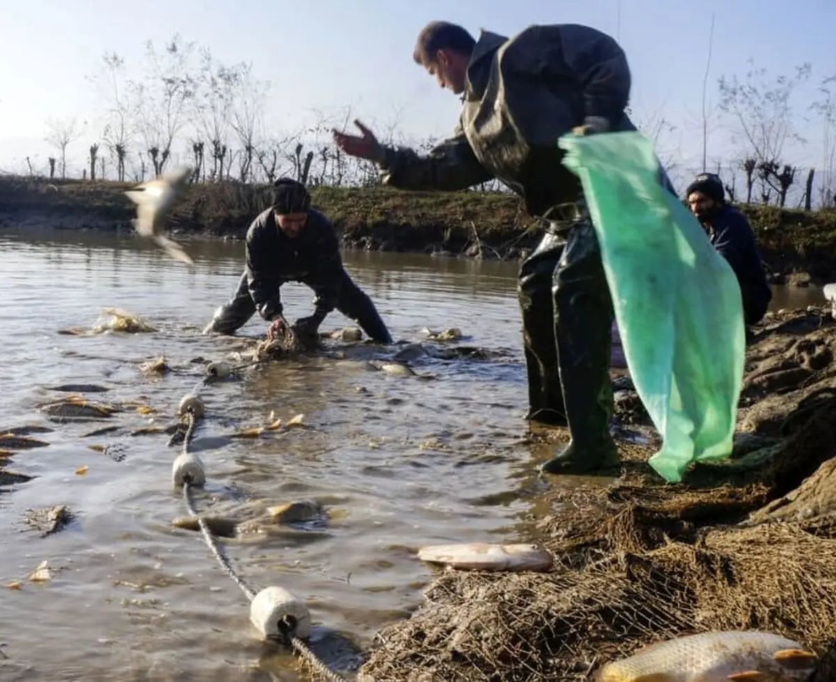 خرمشهر ۱۱ درصد از تولید ماهیان گرمابی کشور را تامین می‌کند