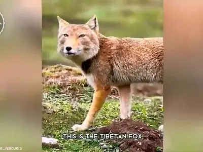 حیوانی مرموز با ظاهری شبیه انسان!  + فیلم