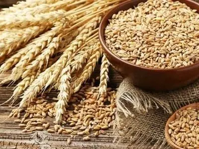 88 هزار تن گندم مازاد بر نیاز کشاورزان استان خریداری شد