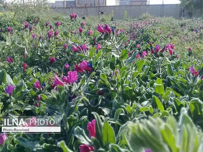یک چهارم داروهای گیاهی ایران صادر می‌شود