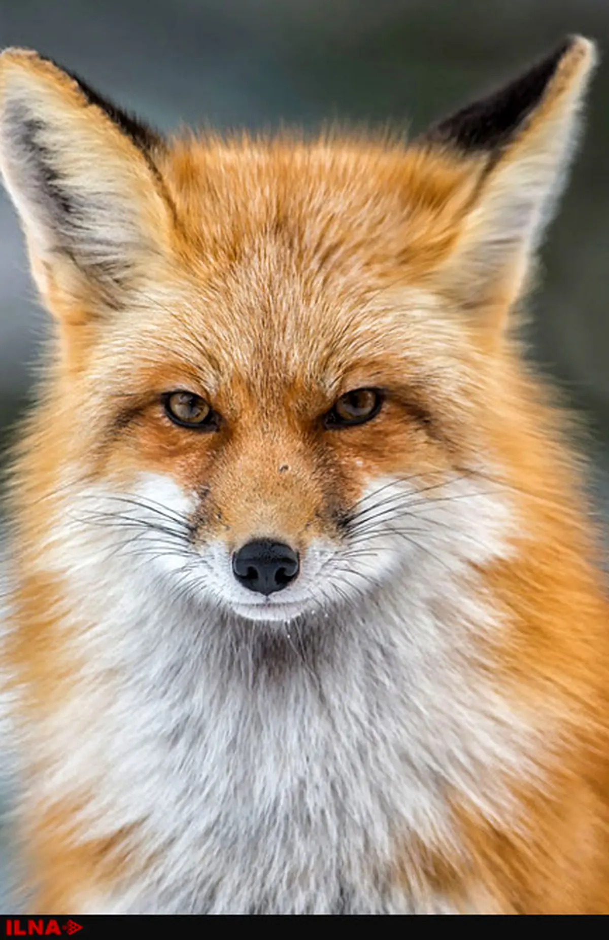 کاهش زادآوری حیات‌وحش براثر استرس جنگ