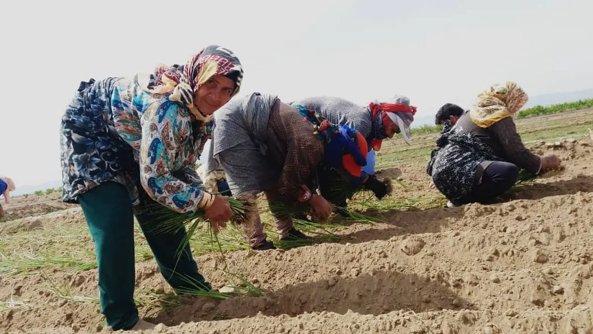 آغاز کشت نشایی پیاز در شهرستان جوین خراسان رضوی