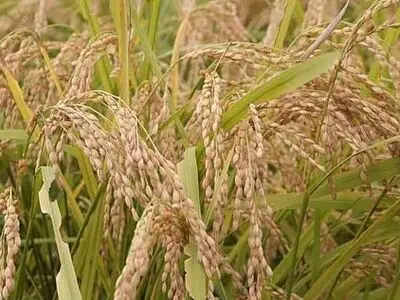 صادرات شلتوک برنج کشاورزان خوزستان آزاد شد
