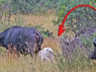 گوساله‌ی بوفالوی سفید، گردشگران را حیرت‌زده کرد + فیلم