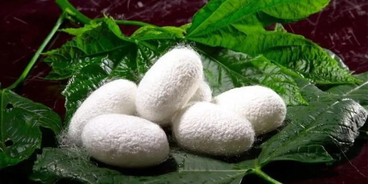 پیش‌بینی برداشت ۱۲ تن پیله کرم ابریشم در شهرستان خوشاب 