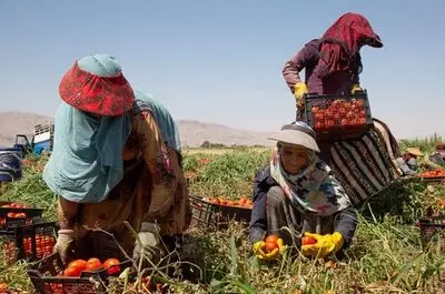زندگی سخت زنان کارگر فصلی/ خانم‌ها پشت وانت می‌نشینند و برای کار به مزارع می‌روند