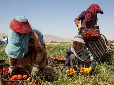 زندگی سخت زنان کارگر فصلی/ خانم‌ها پشت وانت می‌نشینند و برای کار به مزارع می‌روند