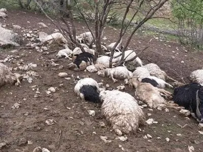 سیلاب در کهگیلویه؛ ۱۰۰ گوسفند تلف شدند