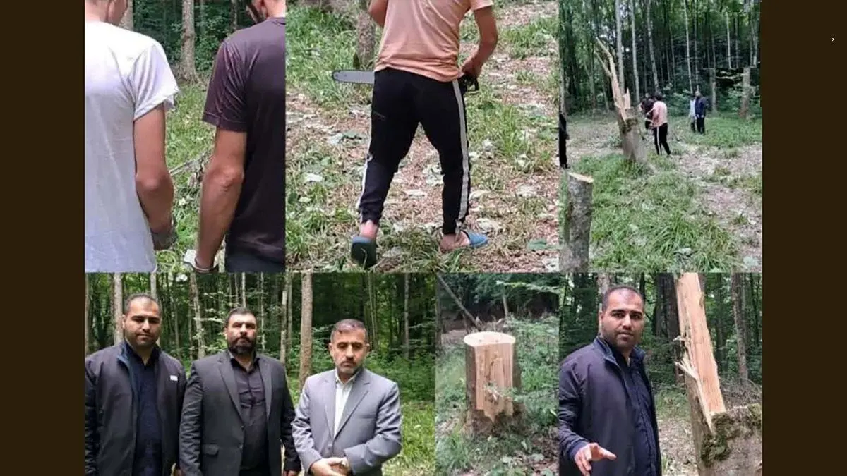 قطع ۶۴ درخت در ساری به دلیل انتقام جویی شخصی