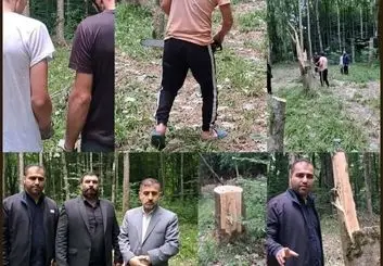 قطع ۶۴ درخت در ساری به دلیل انتقام جویی شخصی