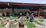 تمدید مهلت خرید تضمینی برگ سبز چای به مدت ۵ روز
