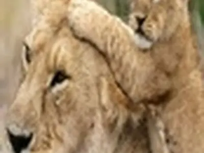 تولد یک بچه شیر و دو بچه گربه جنگلی در مجتمع کردان
