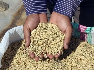 صادرات شلتوک خوراکی ایران برای اولین بار در خوزستان/ آمادگی ارسال شلتوک به ۳۰ استان کشور