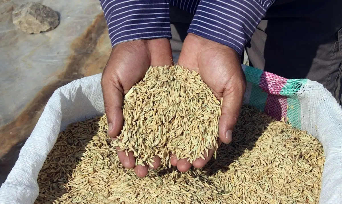 صادرات شلتوک خوراکی ایران برای اولین بار در خوزستان/ آمادگی ارسال شلتوک به ۳۰ استان کشور