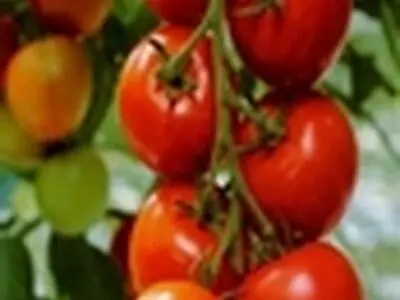 قیمت خرید گوجه فرنگی از باغدار متناسب با قیمت تمام شده آن نیست