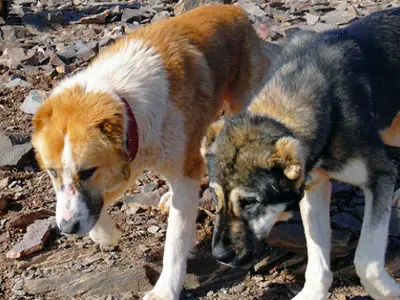 روزانه ۳۰ تا ۴۰ پیام مردمی درباره سگ‌های ولگرد ثبت می‌شود

