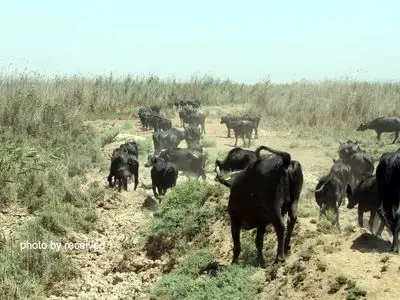 واکاوی بحران آب در سرزمین داغ/ ضرورت تشکیل کمیته حقیقت یاب+ تصاویر