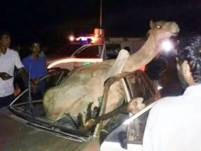 تصادف خودرو با شتر یک کشته برجای گذاشت