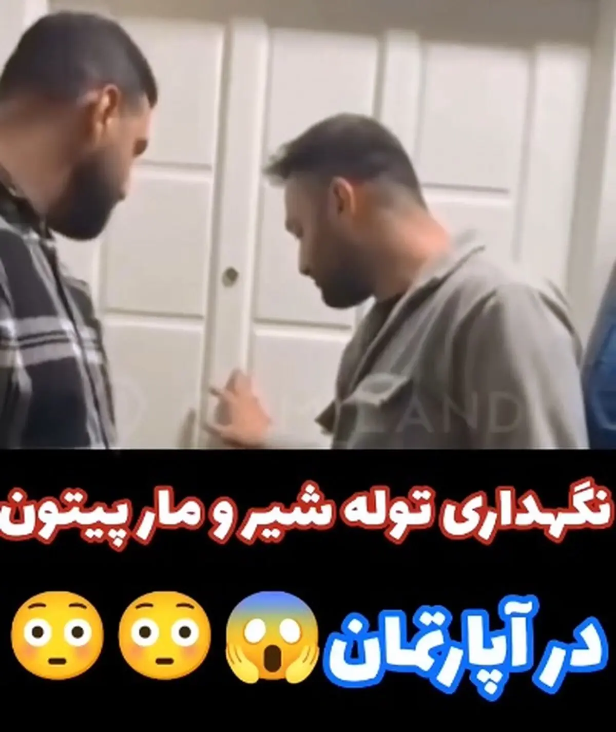 نگهداری توله شیر و مار پیتون در آپارتمان + فیلم