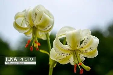 سوسن چلچراغ یکی از گونه‌های نادر