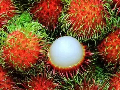 میوه‌های ممنوعه را بشناسید/عکس