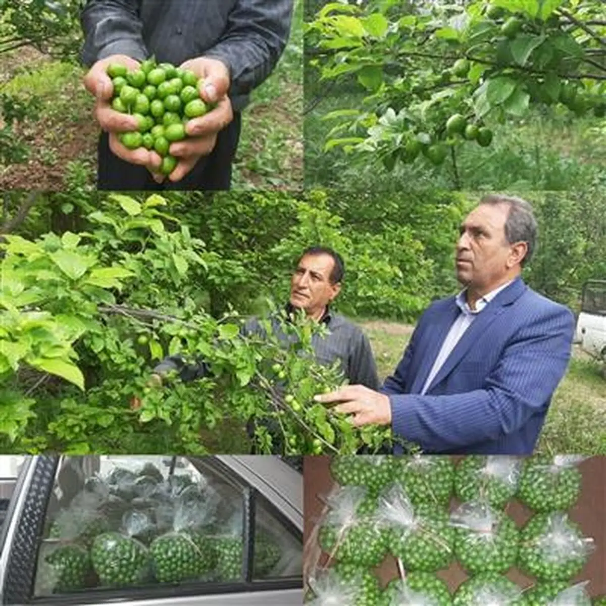 آغاز برداشت نوبرانه گوجه سبز در شهرستان سرپلذهاب