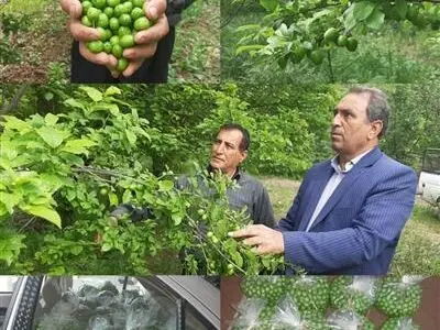 آغاز برداشت نوبرانه گوجه سبز در شهرستان سرپلذهاب