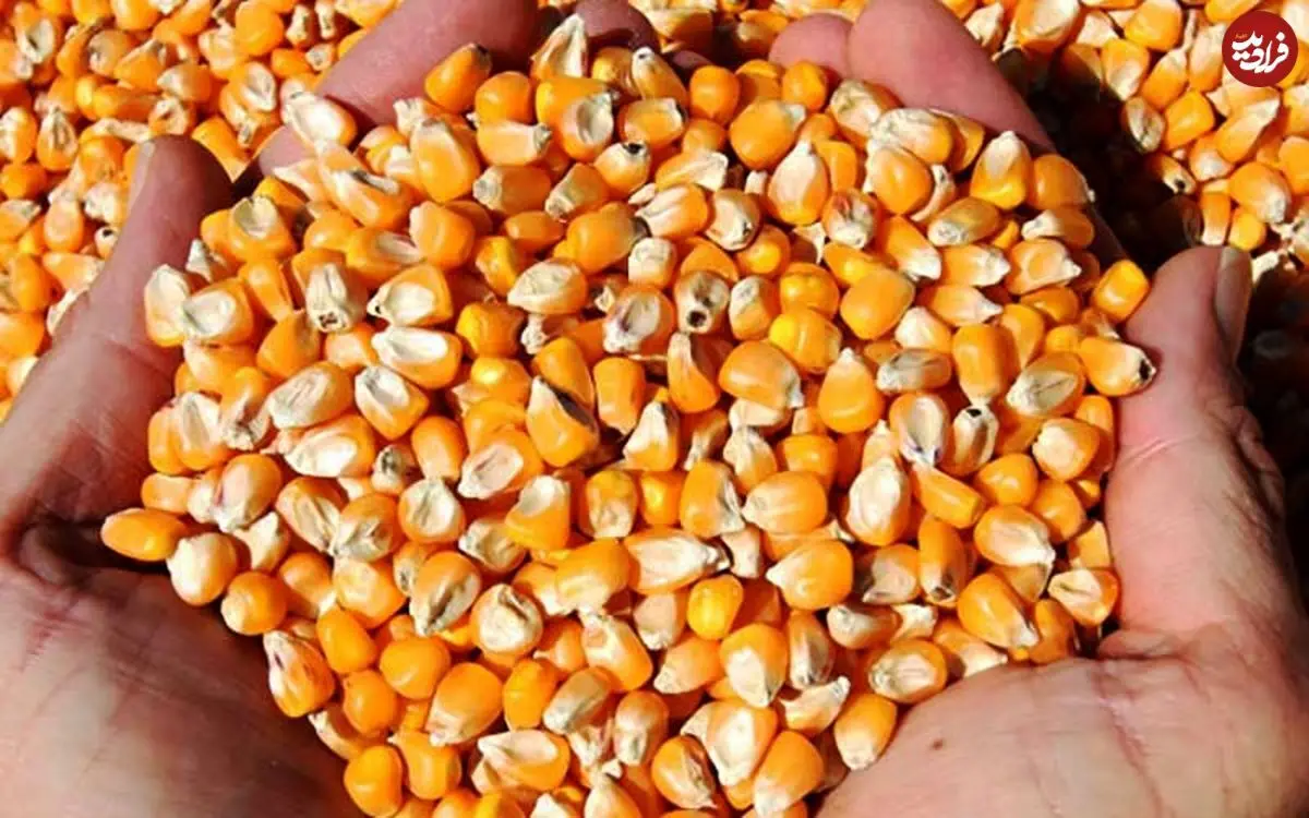 هیچ ذرت آلوده‌ای در استان همدان وجود ندارد