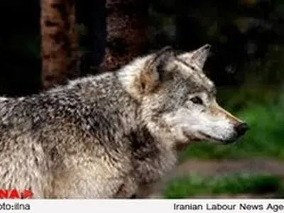هراس اهالی روستایی در الموت از گرگ‌های گرسنه / گرگ‌ها انسان را به گراز ترجیح می‌دهند