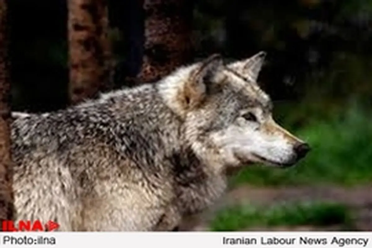هراس اهالی روستایی در الموت از گرگ‌های گرسنه / گرگ‌ها انسان را به گراز ترجیح می‌دهند
