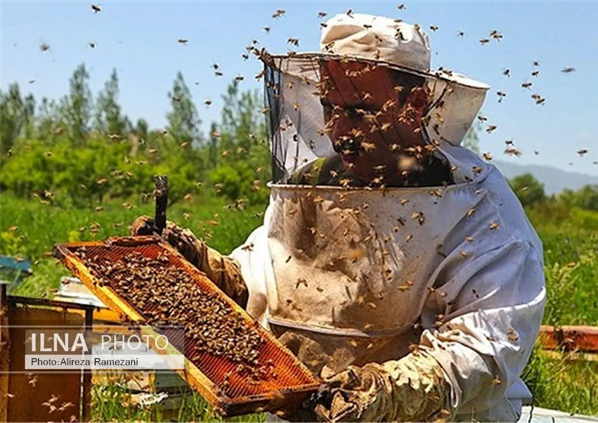 خوی تولید بیش از 50 درصد عسل تولیدی آذربایجانغربی را به خود اختصاص داده است