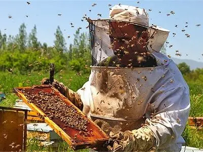 خوی تولید بیش از 50 درصد عسل تولیدی آذربایجان‌غربی را به خود اختصاص داده است