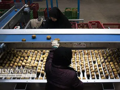 حقوق پایین و ترس از اخراج/ زنان کارگر رنج می‌برند…