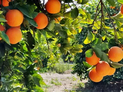 انتاج ایران من الحمضیات سیصل الى 5/6 ملایین طن