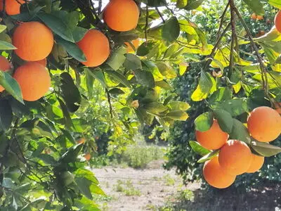 انتاج ایران من الحمضیات سیصل الى 5/6 ملایین طن