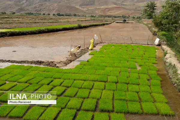 بیش از سه هزار هکتار از شالیزارهای قزوین زیر کشت برنج می‌رود