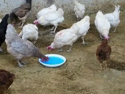 نیوکاسل طیور بومی را تهدید می کند/ طیور باید واکسینه شوند