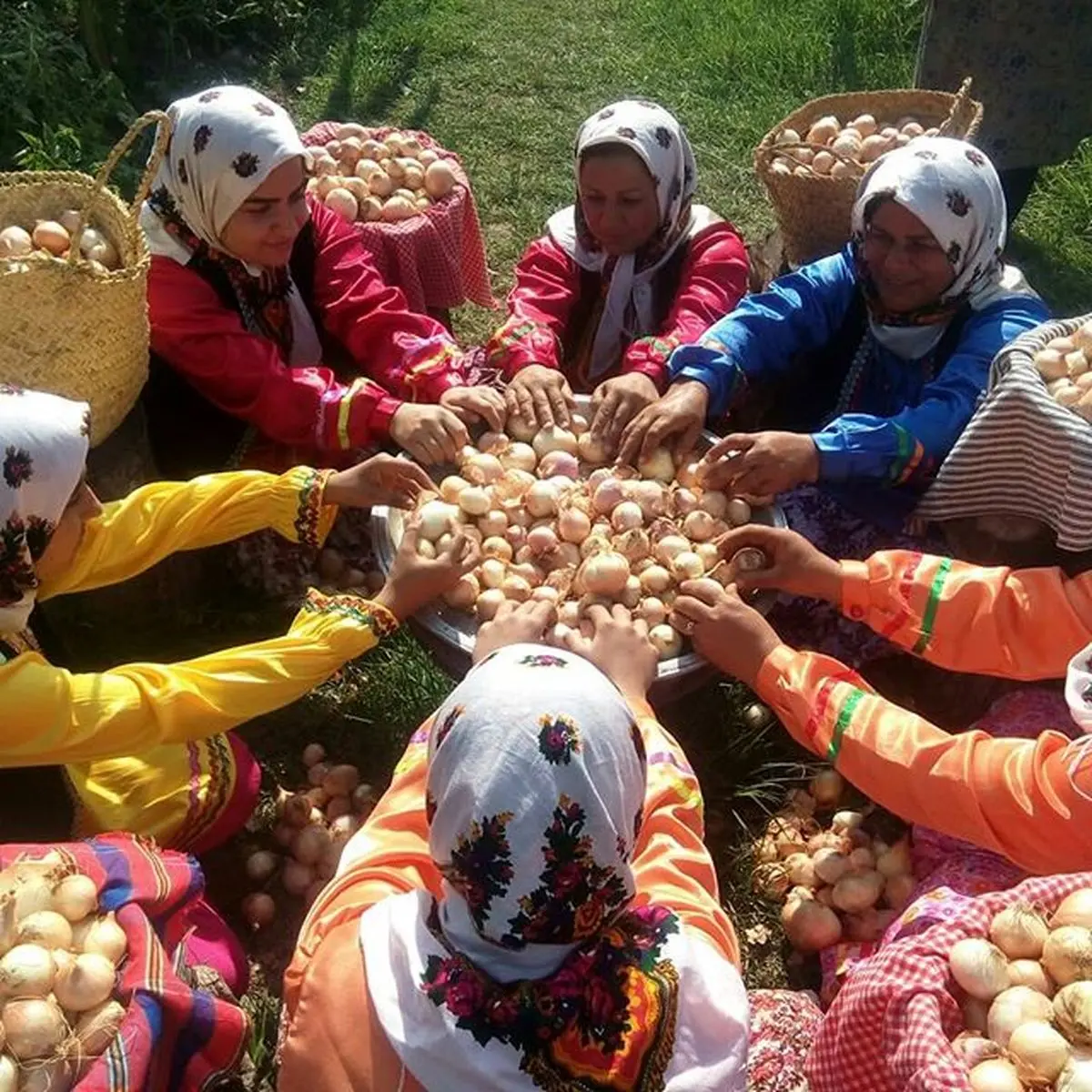 برگزاری دومین جشنواره پیاز در روستای سرکت