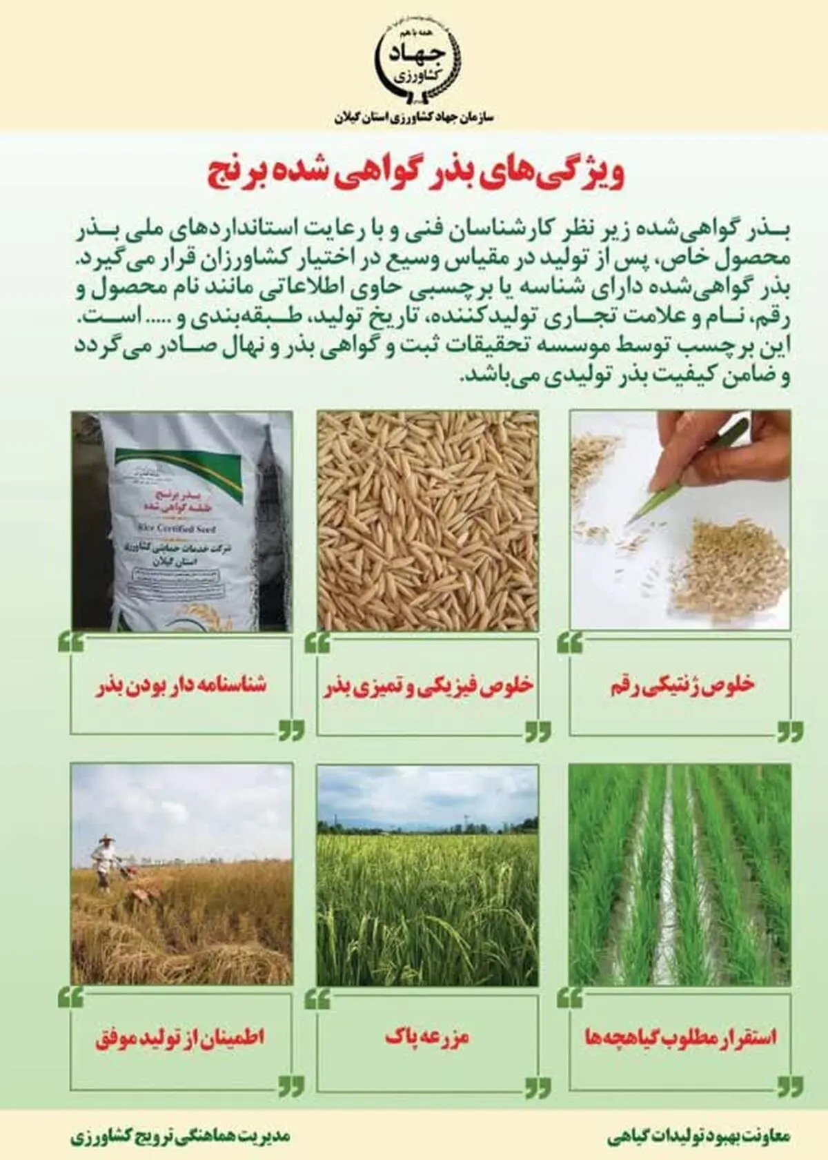 استفاده از بذور گواهی شده برنج توسط کشاورزان